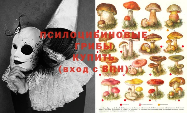 ГАЛЛЮЦИНОГЕННЫЕ ГРИБЫ Няндома